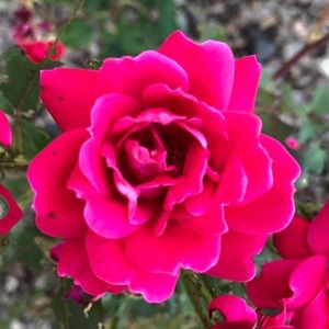 Meet your Posher, Devin